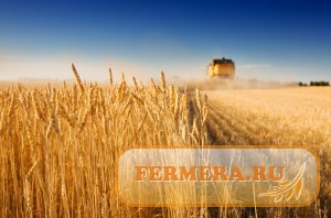 Российский зерновой рынок: постепенный рост цен на пшеницу продолжается