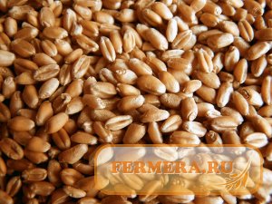 РЗС: потери аграриев от экспортной пошлины на пшеницу составляют 50 млрд рублей
